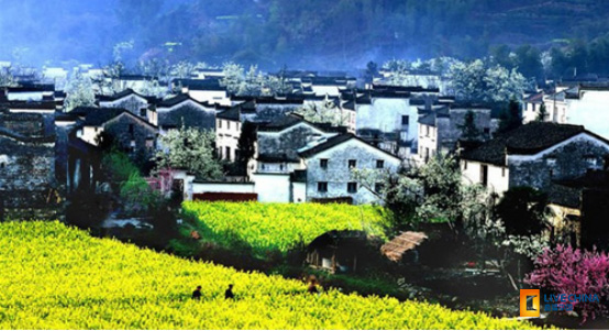 江嶺：中國四大油菜花海之一、萬畝梯田油菜花海、世界級攝影基地、春季婺源必遊、首選風景點