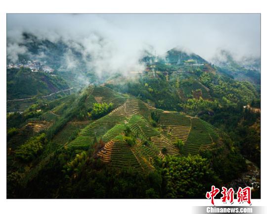 浙江松陽茶葉擁抱“互聯網+”時代：茗香飄萬里