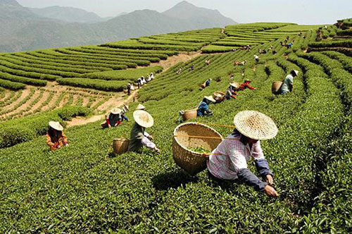 The name "white tea" comes from the fine white-silvery hairs on unopened buds of the tea plant, giving them a whitish appearance.