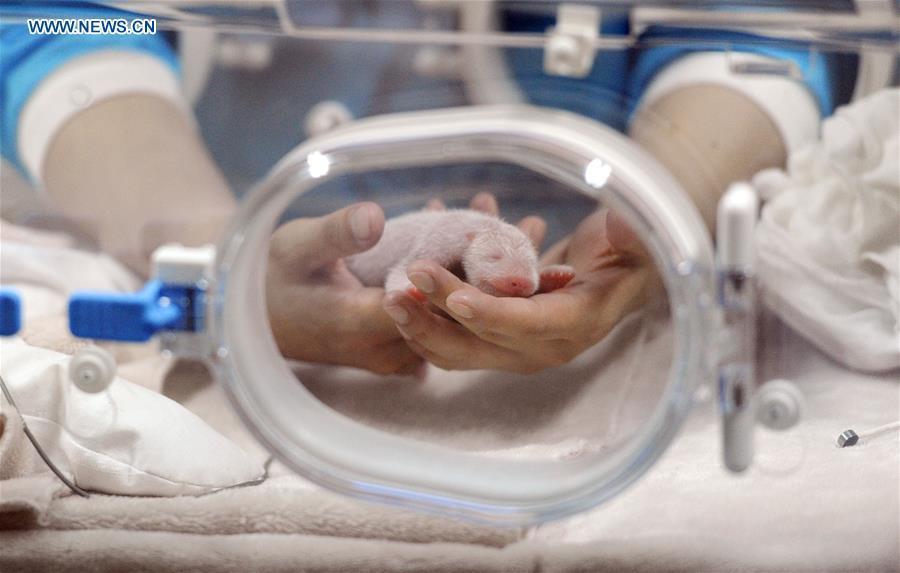 Photo taken on May 6, 2016 shows a male panda cub, the first baby panda born worldwide this year, at Chengdu Giant Panda Breeding Research Center in Chengdu, capital of Southwest China