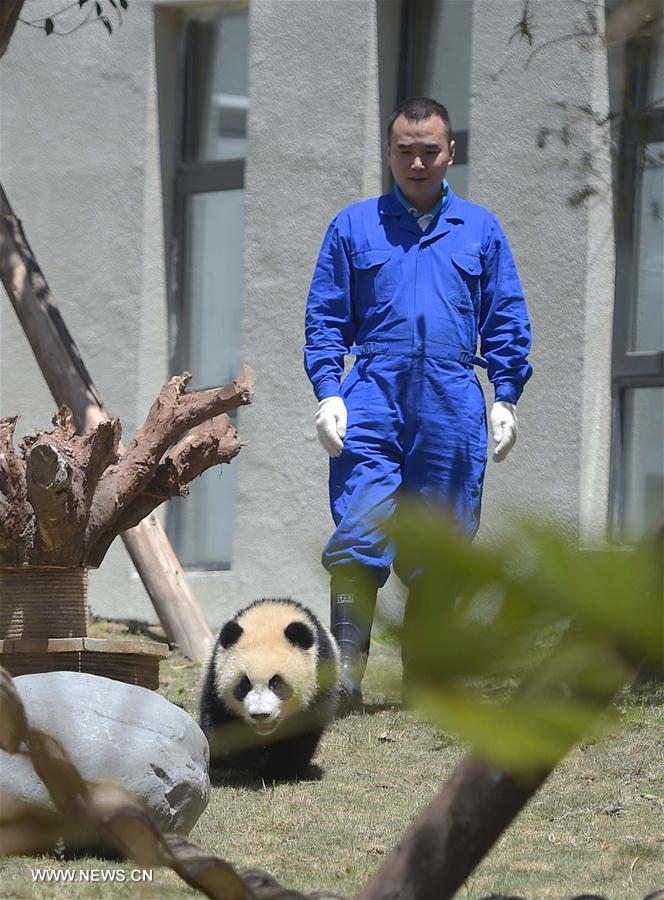  A giant panda born in 2015 is seen at the Shenshuping protection base under the China Conservation and Research Center for the Giant Panda in the Wolong National Nature Reserve, southwest China