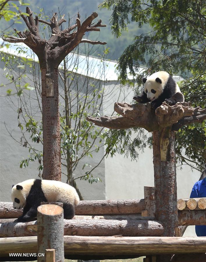  Two giant pandas born in 2015 are seen at the Shenshuping protection base under the China Conservation and Research Center for the Giant Panda in the Wolong National Nature Reserve, southwest China