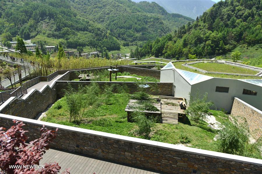  Photo taken on May 11,2016 shows enclosures for giant pandas at the Shenshuping protection base under the China Conservation and Research Center for the Giant Panda in the Wolong National Nature Reserve, southwest China