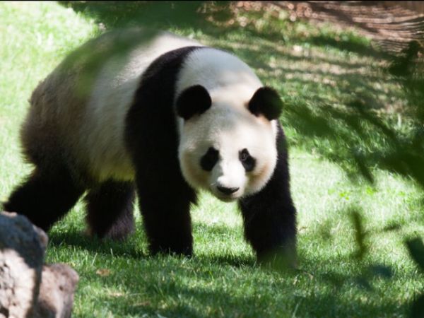 旅居比利時的大熊貓“好好”