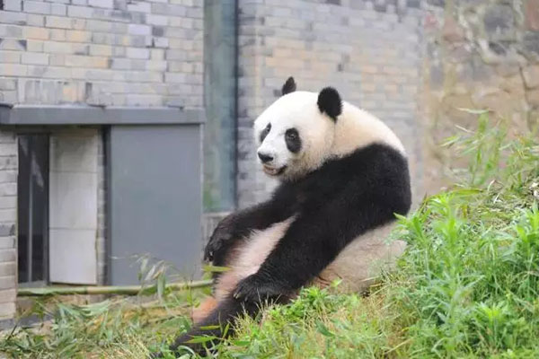 回國之後“林冰”即被安置在雅安碧峰峽大熊貓基地。