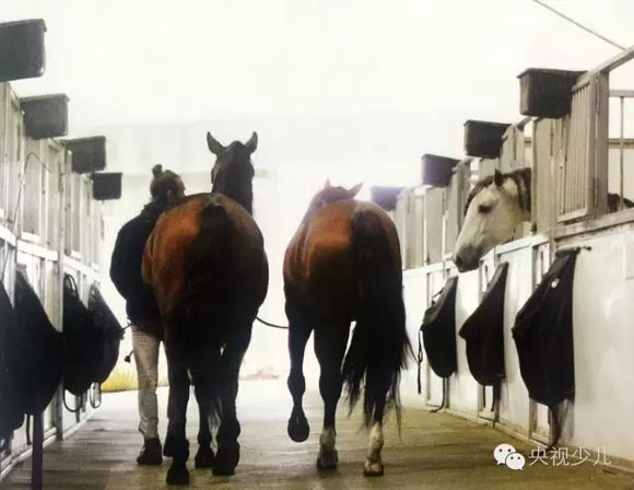 這裡的馬廄面積約為1530平方米，馬廄內的馬欄都有窗戶，馬匹們可以隨時看見相鄰的同伴，互動溝通。