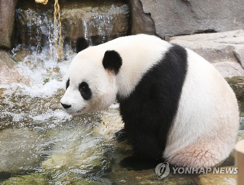 大熊貓戲水消暑