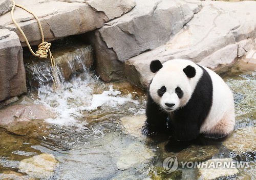 大熊貓戲水消暑