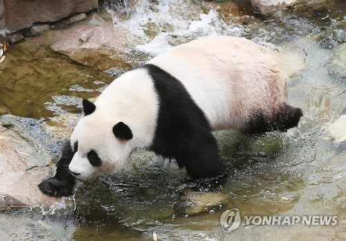 大熊貓戲水消暑