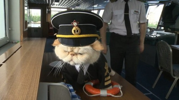 Two Persian cats traveling aboard a Russian tourist ship have gone viral online. 