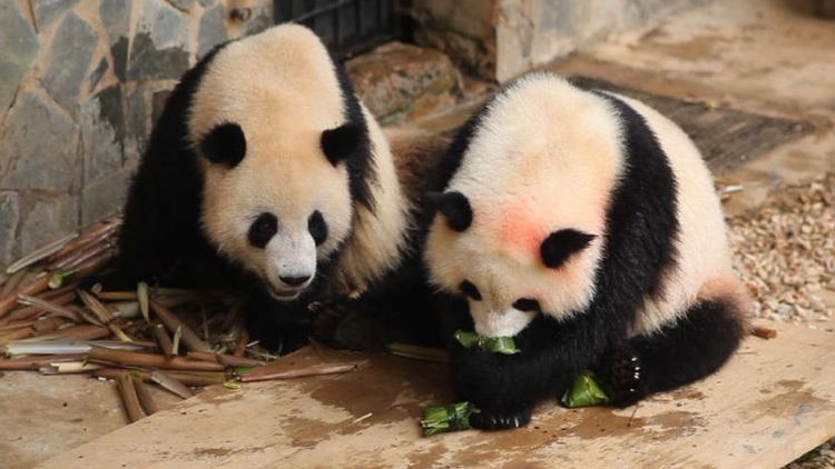 "Hexing" and "Nannan" will celebrate their Dragon Boat Festival in a special way.