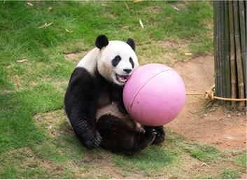 赴韓大熊貓順利度過100日 韓國愛寶樂園生活曝光