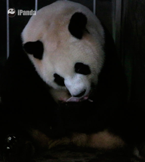 大熊貓“圓圓”將熊貓寶寶抱在懷裏