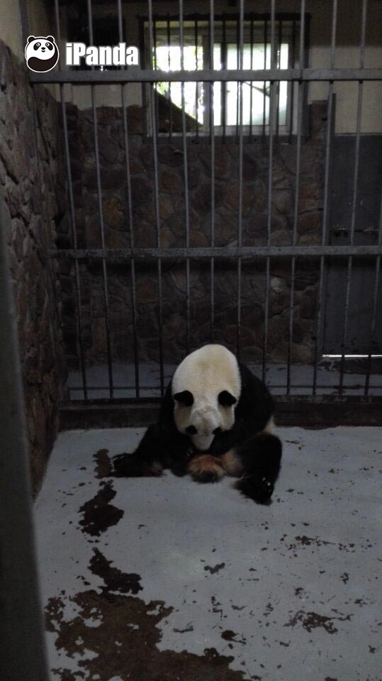 大熊貓“奇福”