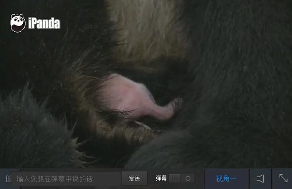 大熊貓“淑琴”將幼仔緊緊抱在懷裏（直播截圖）