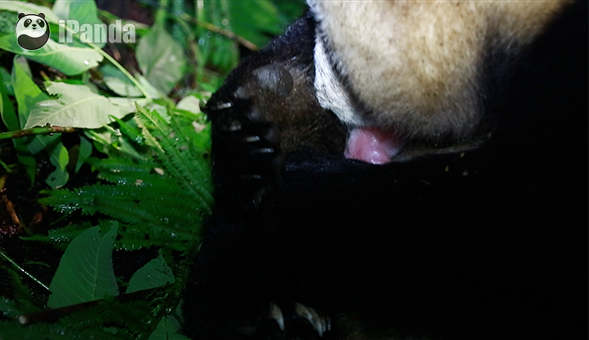 大熊貓“草草”