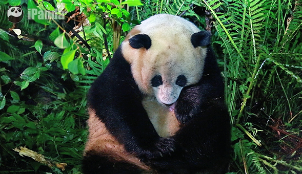 大熊貓“草草”