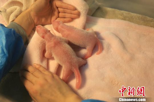 Giant panda Maomao, the model for Jingjing, mascot of the 2008 Beijing Olympics, gave birth to female twins on Tuesday morning at the Chengdu Research Base of Giant Panda Breeding, carrying further the panda family