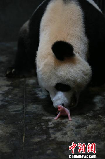 Giant panda Maomao, the model for Jingjing, mascot of the 2008 Beijing Olympics, gave birth to female twins on Tuesday morning at the Chengdu Research Base of Giant Panda Breeding, carrying further the panda family