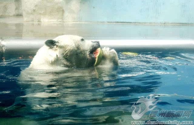 Staff at a zoo in China