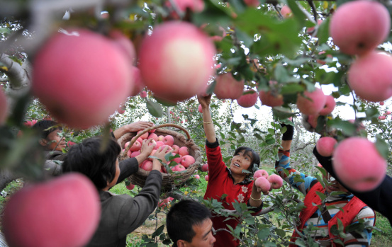　　鄉親們在果園採摘蘋果（圖片由洛川縣委宣傳部提供）