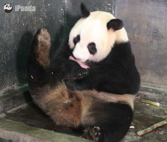 中國大熊貓保護研究中心兩天喜獲兩對大熊貓雙胞胎