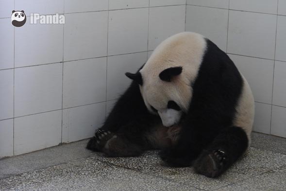 2016年臥龍第一隻大熊貓寶寶出生