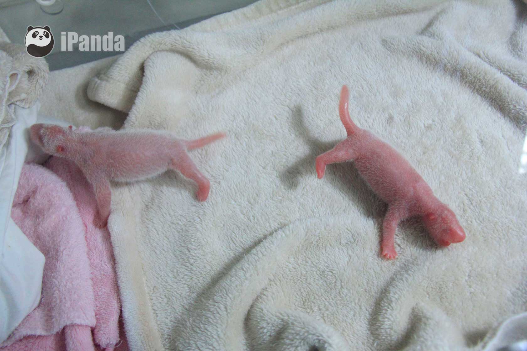 熊貓基地大熊貓雙胞胎寶寶密集出生——“奇緣”順利産下成都大熊貓基地今年第5對雙胞胎
