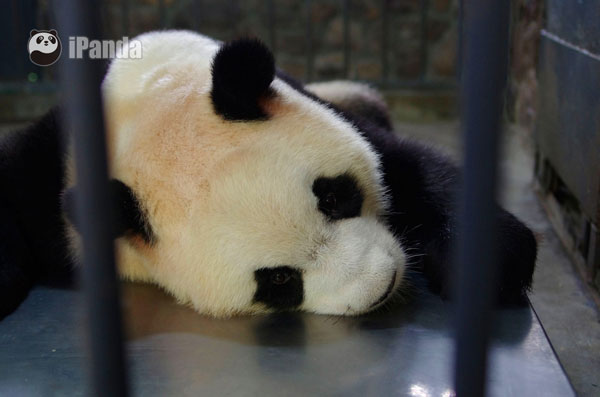 2016年全球首對大熊貓雙胞胎成都誕生