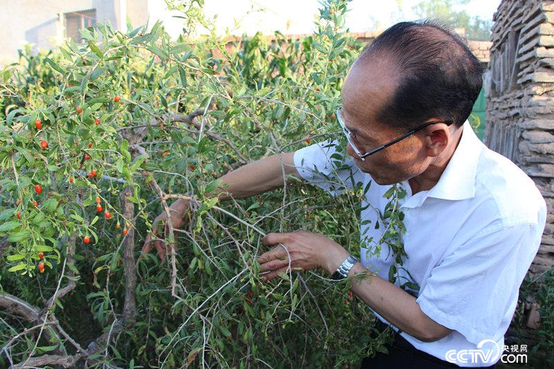 閩寧村第一批移民謝興昌向記者介紹自己1998年種植的枸杞樹苗。