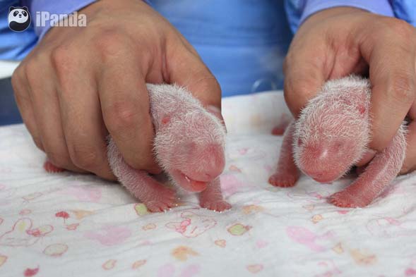中國大熊貓保護研究中心大熊貓喜豆産下“巨嬰”龍鳳胎---羅波-攝（左雄性幼仔--右雌性幼仔）
