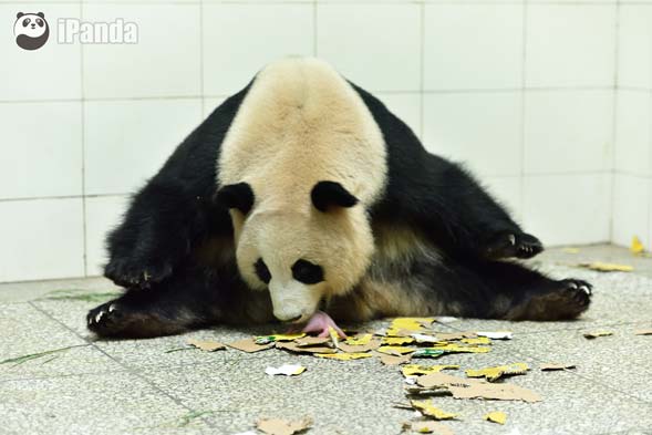 大熊貓“喜豆”成功産下“巨嬰”雙胞胎寶寶--羅波 攝