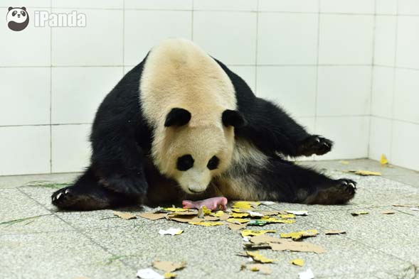 大熊貓“喜豆”和“巨嬰”熊貓寶寶