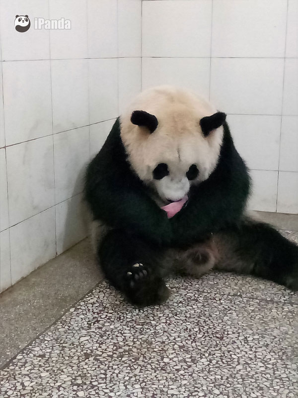 野外救護大熊貓“喬喬”初次産下雙胞胎