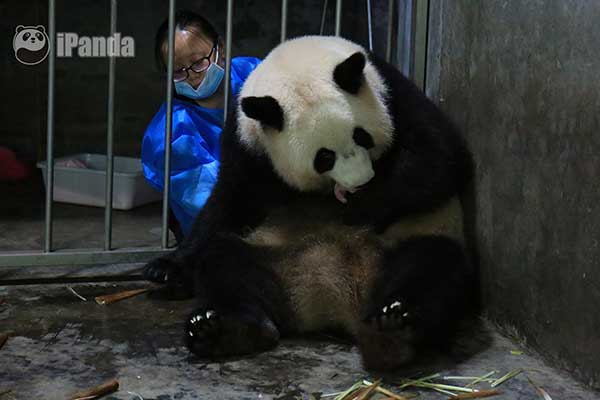 大熊貓“大嬌”成功産下一隻大熊貓幼仔