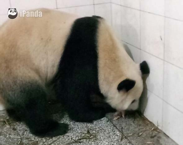 大熊貓“翠翠”和熊貓幼仔