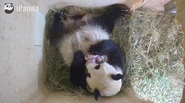 大熊貓“陽陽”撫育雙胞胎幼仔