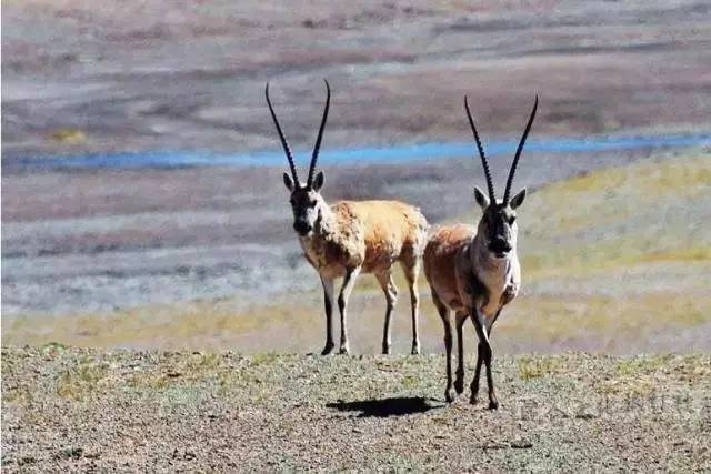 藏羚羊由瀕危物種降為近危