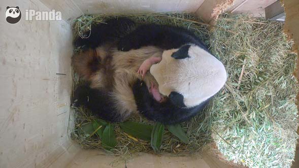 旅奧大熊貓“陽陽”送驚喜 自然交配産雙胎