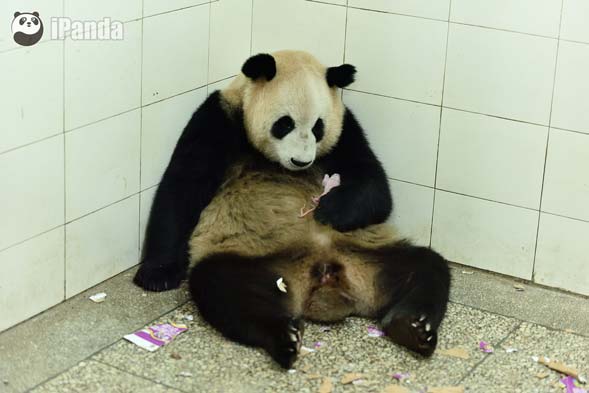 大熊貓“蘇珊”電閃雷鳴中産仔