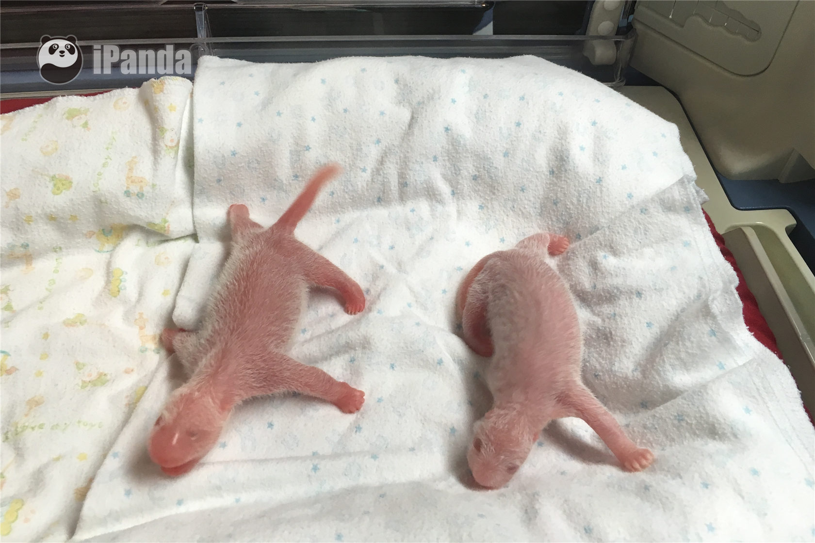 旅美大熊貓“倫倫”再次産下雙胞胎