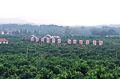 瑞金黃柏鄉坳背崗無公害臍橙基地