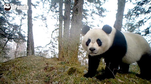 野外紅外攝像頭捕捉到的野生大熊貓資料（圖：白水江保護區提供）