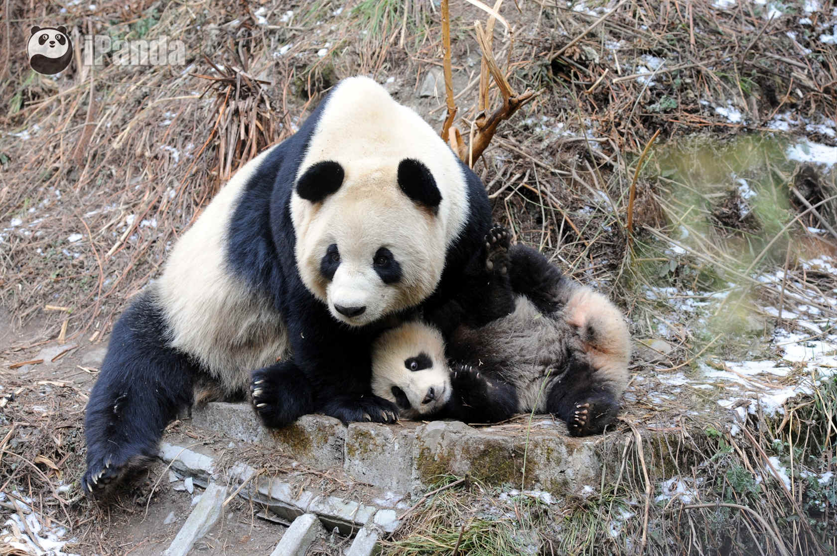 野化環境中的大熊貓 資料圖