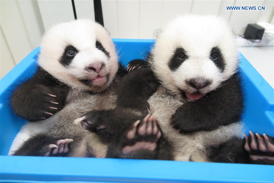 Photo taken on Sept. 1, 2016 shows twin panda cubs "Jianjian" (up) and "Kangkang" at a park in Macao, south China. Macao