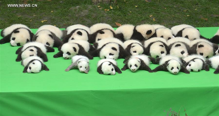 Baby giant pandas are seen at the Chengdu Research Base of Giant Panda Breeding in Chengdu, southwest China