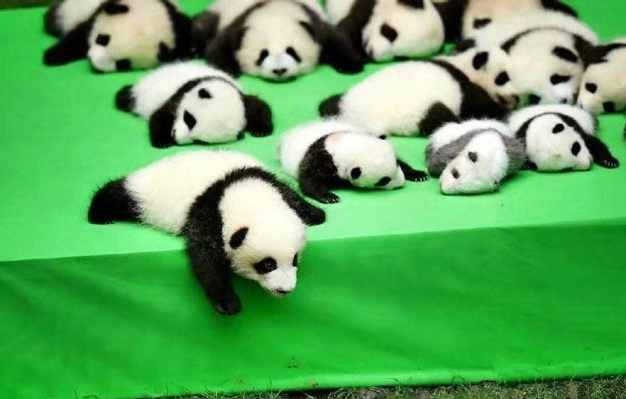 Baby giant pandas are seen at the Chengdu Research Base of Giant Panda Breeding in Chengdu, southwest China