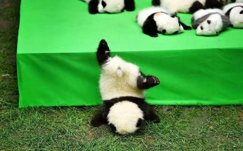 Baby giant pandas are seen at the Chengdu Research Base of Giant Panda Breeding in Chengdu, southwest China