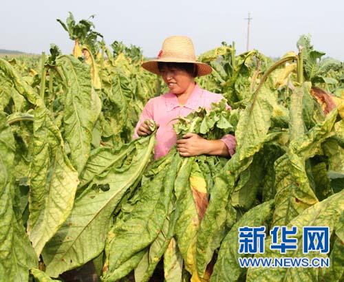 【網絡媒體走轉改】河南泌陽：昔日“紅色沃土”  今日遍地“黃金”