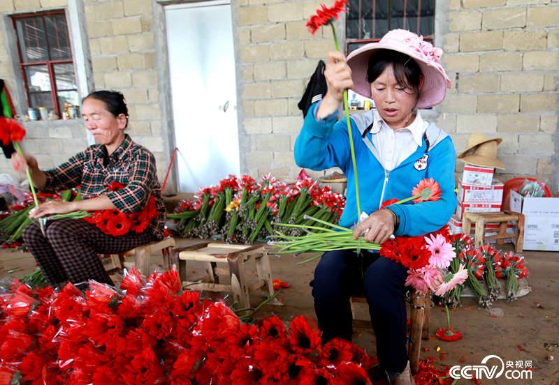 打工農民正在花棚裏包裝花卉